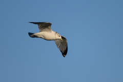 Larus delawarensis