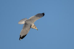Larus delawarensis