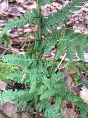 Dryopteris affinis borreri