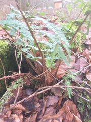 Dryopteris affinis borreri