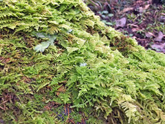Hypnum plumaeforme