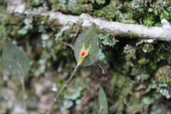 Lepanthes acuminata