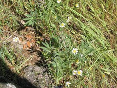 Lupinus gredensis