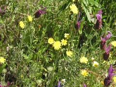 Leontodon longirostris