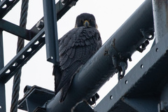 Falco peregrinus