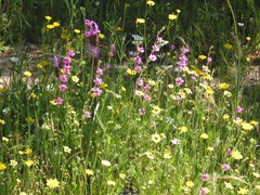 Silene scabriflora