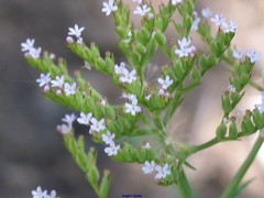 Centranthus calcitrapae