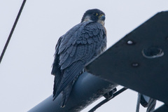 Falco peregrinus