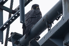 Falco peregrinus