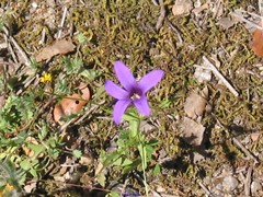 Campanula lusitanica