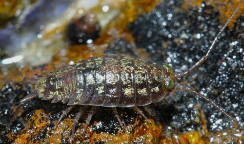 Ligia glabrata