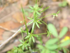 Galium parisiense