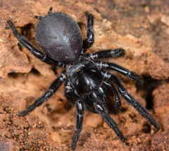 Hadronyche venenata