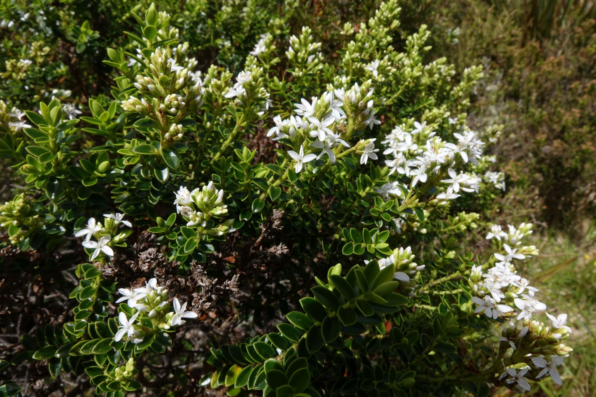 Veronica odora