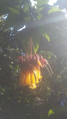 Deppea splendens