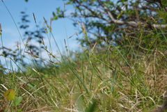 Carex amgunensis