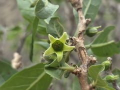 Withania aristata, photograph (c) Bellsprout, some rights reserved (CC BY)