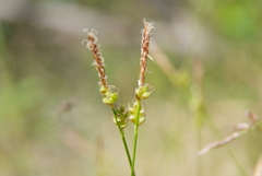 Carex amgunensis