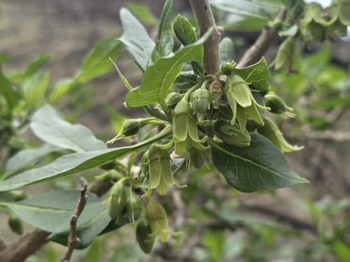 Withania aristata, photograph 6
