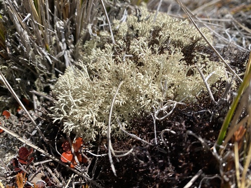 Cladonia mitis, 2025-11-03