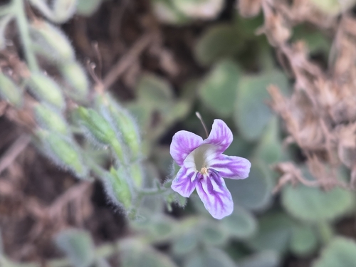Camptoloma canariense (Camptoloma canariense)