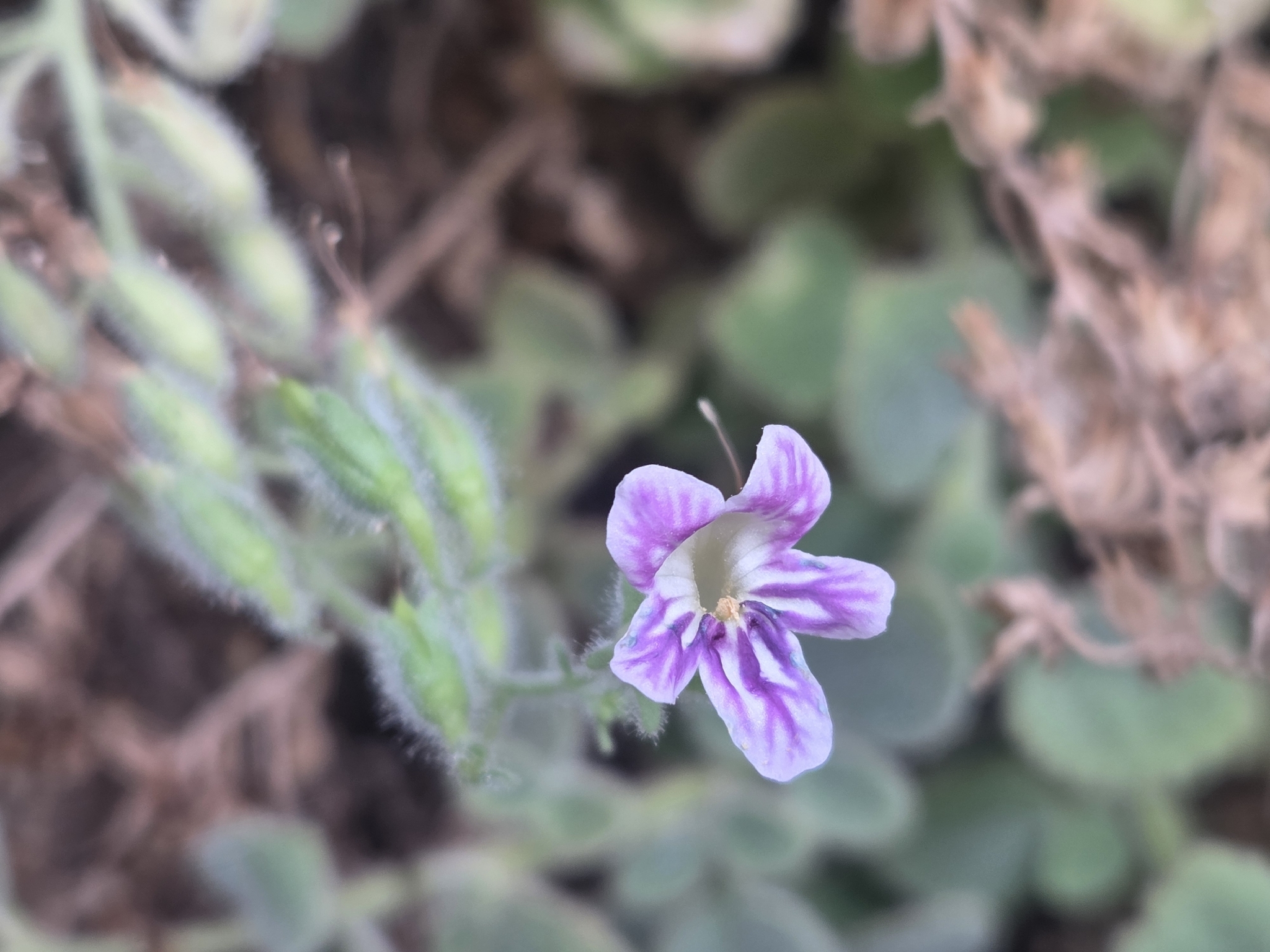 Camptoloma Canariense (Camptoloma canariense)