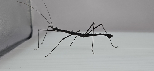 Stenobrimus tagalog