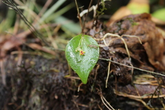 Lepanthes appendiculata