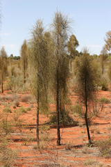 Allocasuarina decaisneana