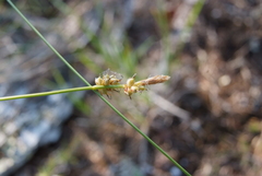 Carex amgunensis