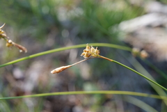 Carex amgunensis