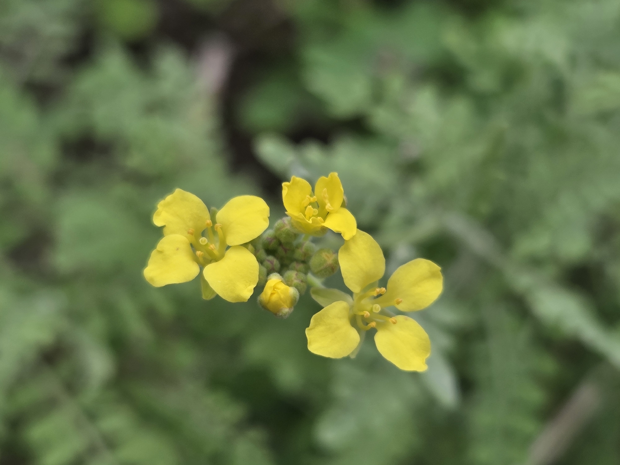 Descurainia artemisioides