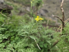 Descurainia artemisioides, photograph Bellsprout, CC BY, iNaturalist via GBIF