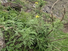 Descurainia artemisioides, photograph Bellsprout, CC BY, iNaturalist via GBIF