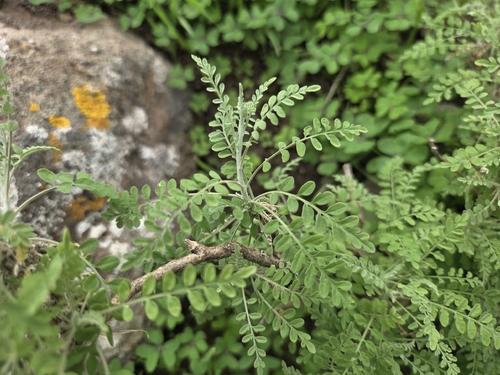 Descurainia artemisioides, photograph 6