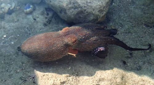 Common Octopus