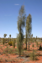 Allocasuarina decaisneana