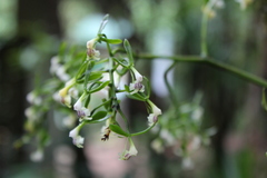 Epidendrum veroscriptum