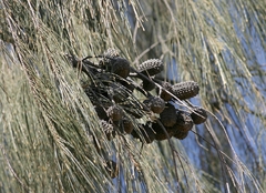 Allocasuarina decaisneana