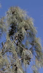 Allocasuarina decaisneana