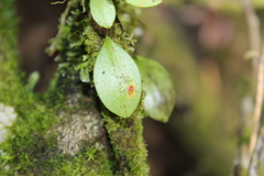 Lepanthes javieri