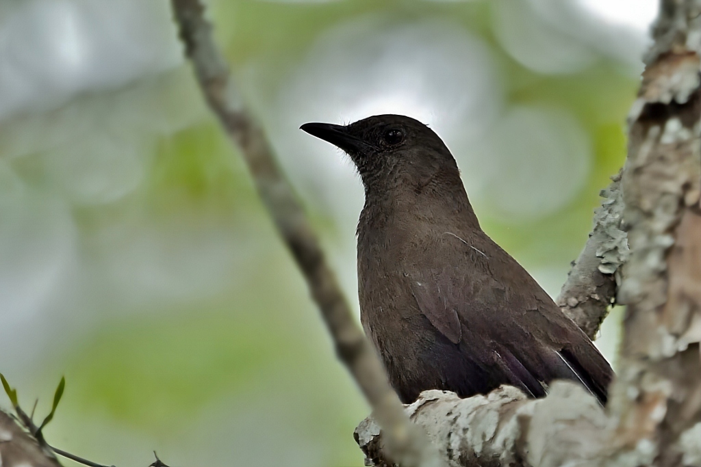 Boulder Chat (Pinarornis plumosus), photo 1