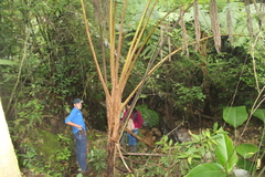 Sphaeropteris horrida