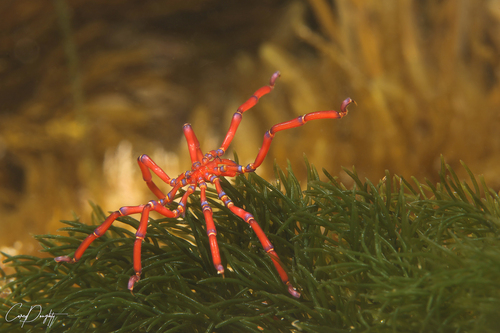 Anoplodactylus observed 2025-12-06