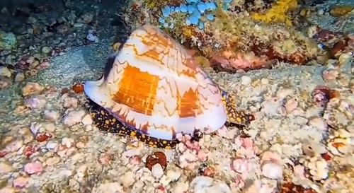 Noble Volute (Cymbiola nobilis)