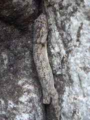 Blaesodactylus sakalava