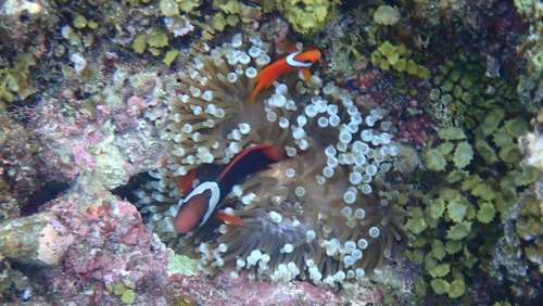 Amphiprion frenatus