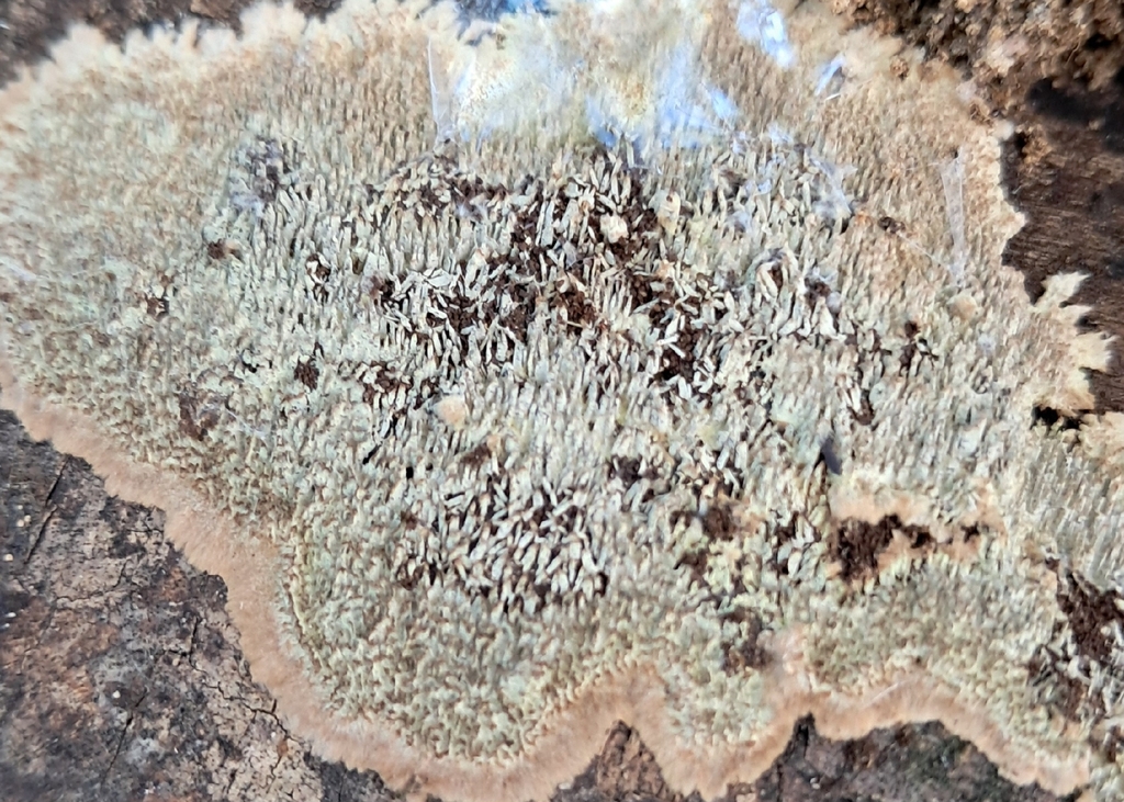 Dentocorticium portoricense