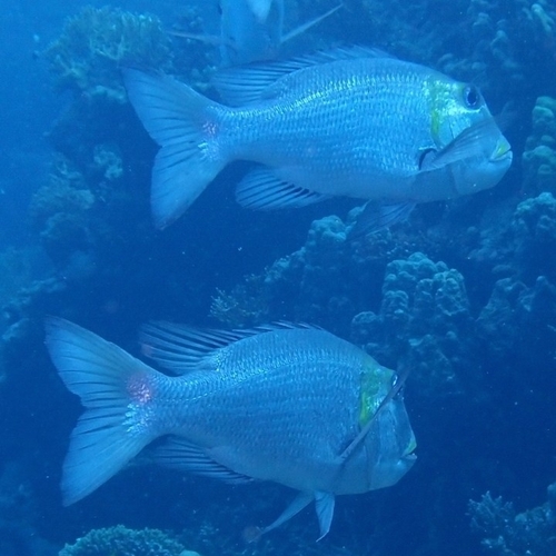 Monotaxis grandoculis