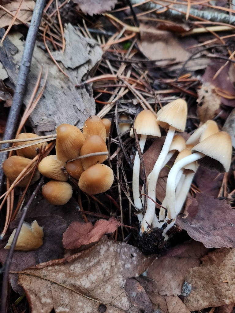 Coprinellus sp. 'micaceus-IN02'
